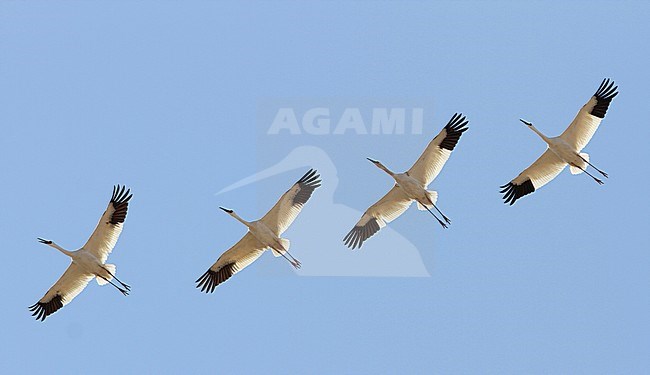 Ernstig bedreigde Siberische Witte Kraanvogels in Chinese overwinteringsgebied; CRITICALLY ENDANGERED Siberian Cranes (Leucogeranus leucogeranus) in Chinese wintering area stock-image by Agami/James Eaton,