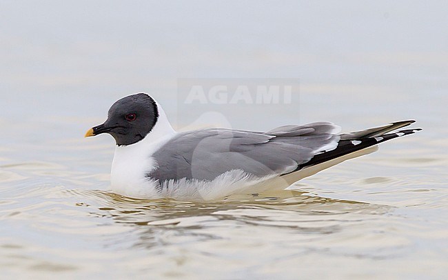 Adult breeding
Barrow, AK
June 2010 stock-image by Agami/Brian E Small,