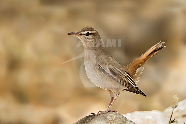 Rufous Bush-Chat - Heckensänger - Cercotrichas galactotes ssp. familiaris, Oman stock-image by Agami/Ralph Martin,