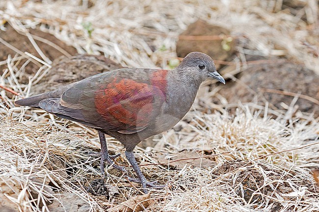 Marquesan ground dove (Pampusana rubescens), endemic to French Polynesia. Also known as Marquesas ground dove. stock-image by Agami/Pete Morris,