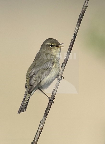 Common Chiffchaff singing; Tjiftjaf zingend stock-image by Agami/Hans Gebuis,