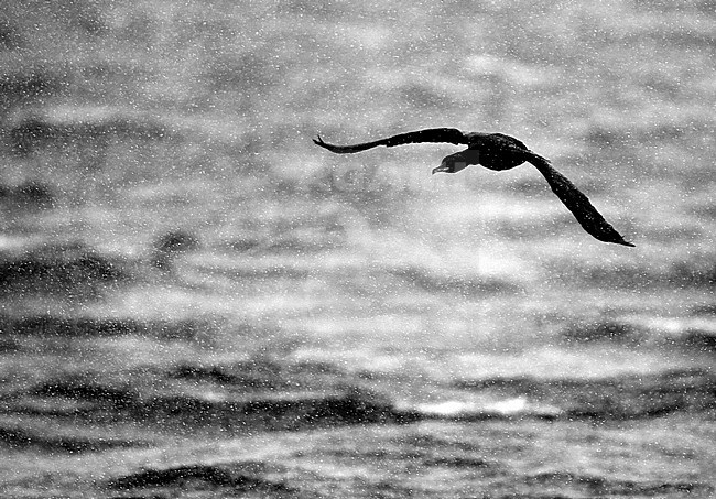 Great Cormorant (Phalacrocorax carbo) flying through a snow storm (black-and-white image). stock-image by Agami/Markus Varesvuo,