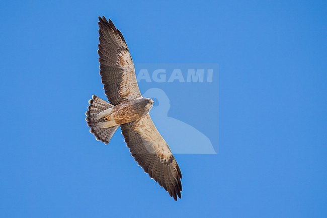 Adult (intermediate morph)
San Diego Co., CA
April 2023 stock-image by Agami/Brian E Small,