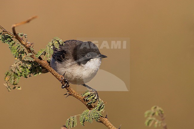 Arabian Warbler - AkaziengrasmÃ¼cke - Sylvia leucmelaena ssp. leucomelaena, Oman stock-image by Agami/Ralph Martin,