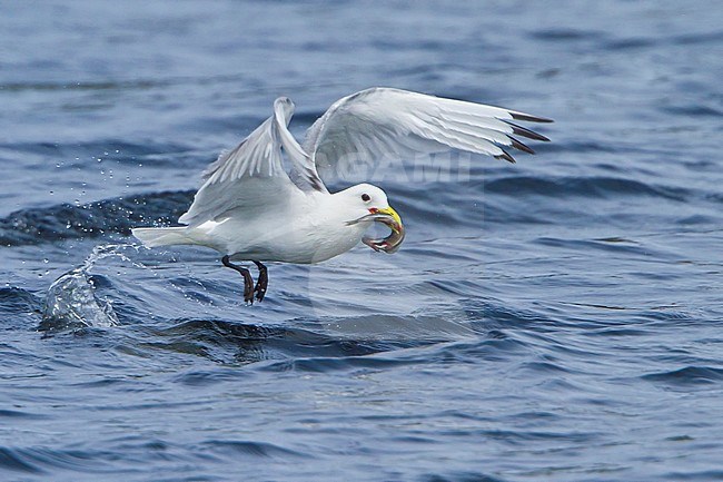 Black-legged Kittiwake (Rissa tridactyla) flying along the coastline of Newfoundland, Canada. stock-image by Agami/Glenn Bartley,