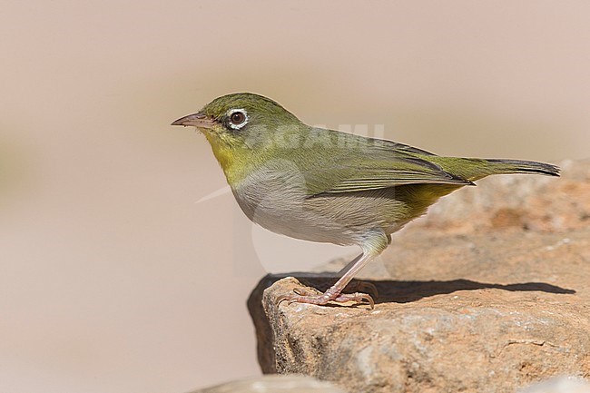 Abyssinian white-eye (Zosterops abyssinicus), standing on a rock, Wadi Darbat, Dhofar, Oman stock-image by Agami/Saverio Gatto,