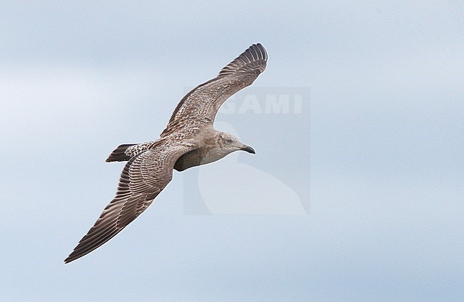 American Herring Gull, Larus smithsonianus, 1stWinter in flight at Cape May, New Jersey, USA stock-image by Agami/Helge Sorensen,