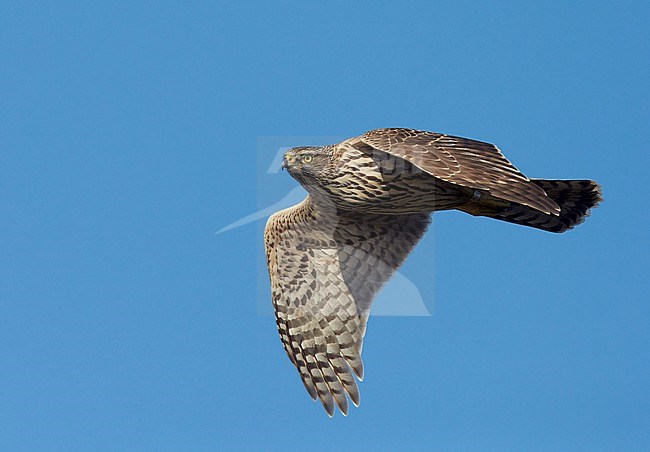 Goshawk juvenile (Accipiter gentilis) Hanko Finland October 2012 stock-image by Agami/Markus Varesvuo,