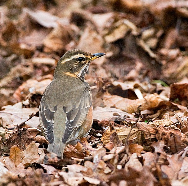 Redwing (Turdus iliacus) foraging on the ground covered with dead leaves stock-image by Agami/Marc Guyt,