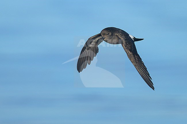 European Storm Petrel (Hydrobates pelagicus) at sea of Finistère, Bretagne, France. stock-image by Agami/Sylvain Reyt,