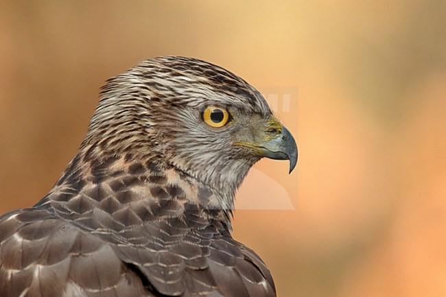 Havik, Norhern Goshawk, stock-image by Agami/Walter Soestbergen,