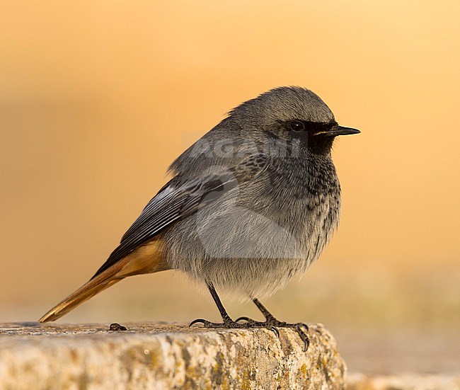 Black Redstart - Hausrotschwanz - Phoenicurus ochruros ssp. gibraltariensis, Spain, adult male stock-image by Agami/Ralph Martin,