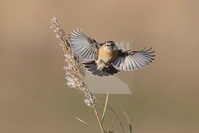First-winter Stejneger's Stonechat (Saxicola stejnegeri) during autumn migration at Salthouse, Norfolk, England. stock-image by Agami/Steve Gantlett,