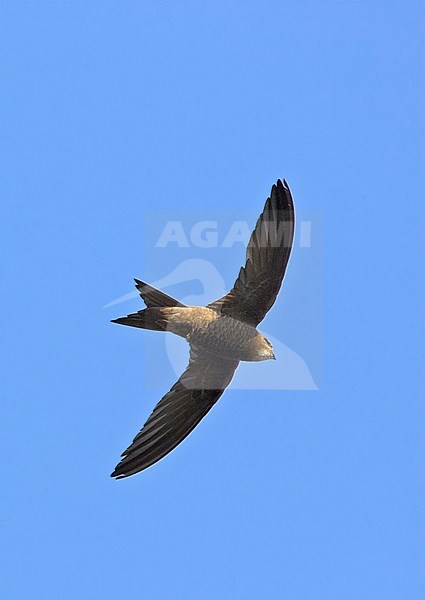 Pallid Swift (Apus pallidus) in flight in Spain during autumn. stock-image by Agami/Tomi Muukkonen,