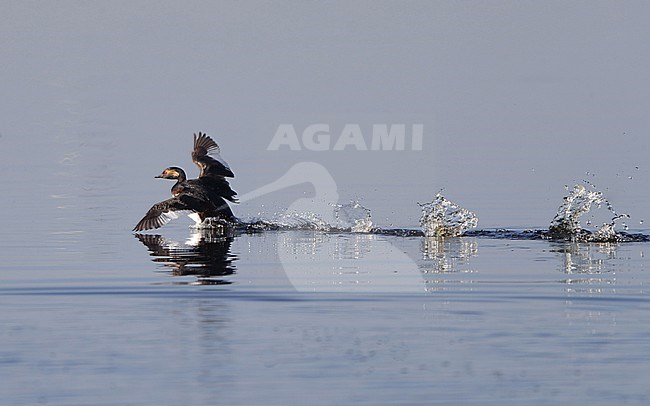 Summer plumaged Black-necked Grebe (Podiceps nigricollis) landing on the water at Lille Vildmose in Denmark. stock-image by Agami/Helge Sorensen,