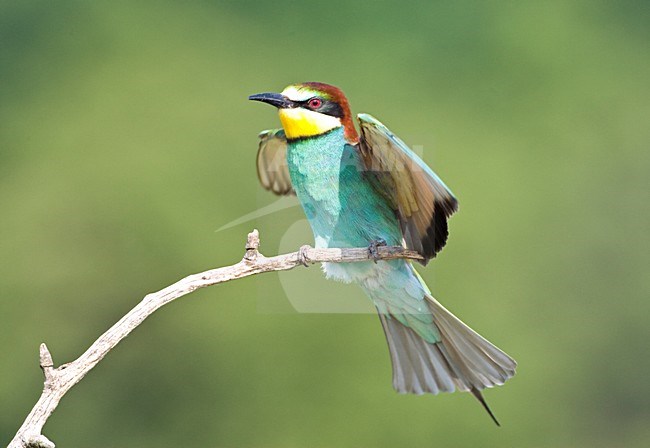 Bijeneter landend met gespreide vleugels; European Bee-eater landing with wings spread stock-image by Agami/Marc Guyt,