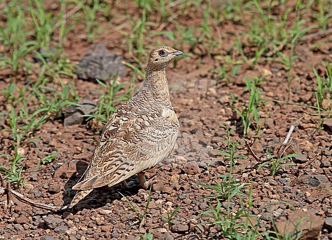 Roodbuikzandhoen, Chestnut-bellied sandgrouse stock-image by Agami/Pete Morris,