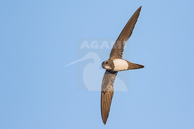 Alpine Swift - Alpensegler - Tachymarptis melba ssp. melba, Germany, adult stock-image by Agami/Ralph Martin,