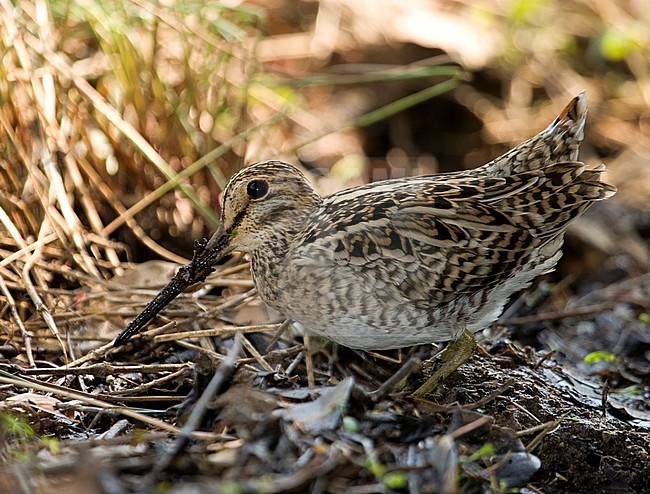 Pintail Snipe; 24/04/2008 on Heuksan Do Island  - South Korea stock-image by Agami/Aurélien Audevard,