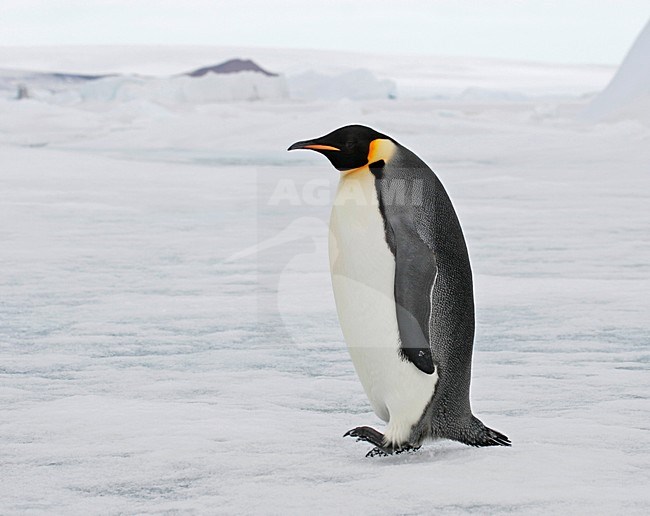 keizerspinguÃ¯n; Emperor Penguin stock-image by Agami/Pete Morris,