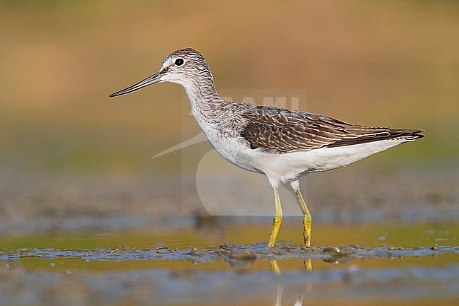 Greenshank (Tringa nebularia), side view of an adult standing in the water, Campania, Italy stock-image by Agami/Saverio Gatto,