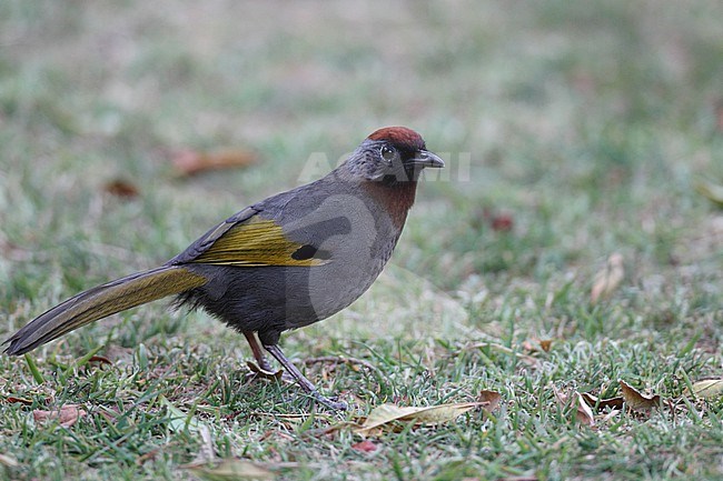 Silver-eared Laughingthrush (Trochalopteron melanostigma) at Doi Lang, Thailand stock-image by Agami/Helge Sorensen,