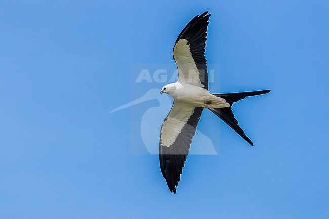 Swallow-tailed Kite (Elanoides forficatus forficatus) flying over Urzelina, Sao Jorge, Azores, Portugal. stock-image by Agami/Vincent Legrand,