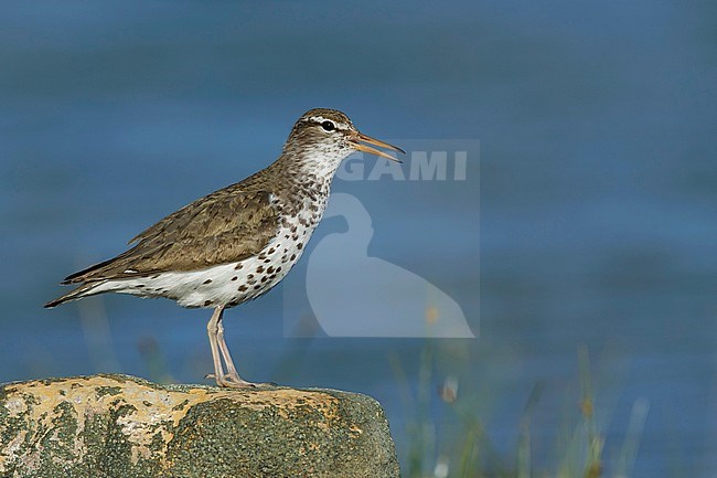 Adult summer plumaged Spotted Sandpiper (Actitis macularius) standing on a rock in Kamloops, British Colombia, Canada. stock-image by Agami/Brian E Small,