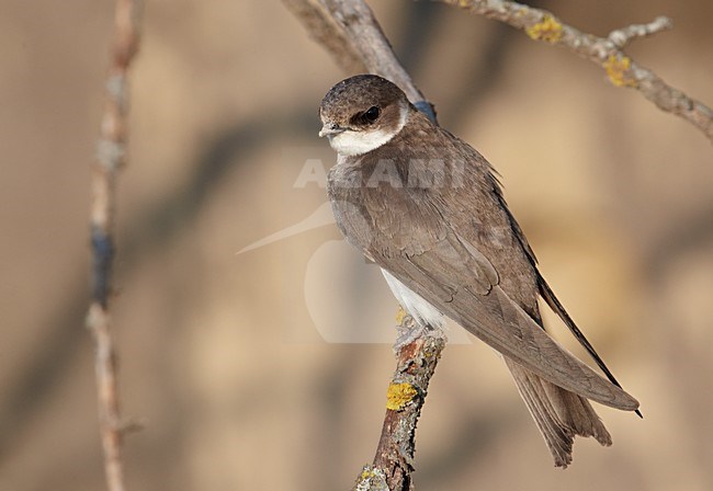 Oeverzwaluw zittend op een tak; Sand Martin perched on a branch stock-image by Agami/Markus Varesvuo,