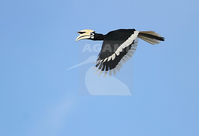 Oriental Pied Hornbill (Anthracoceros albirostris), also known as Malaysian Pied Hornbill. Flying over canopy in Kinabatangan, Sabah, Malaysia. stock-image by Agami/James Eaton,