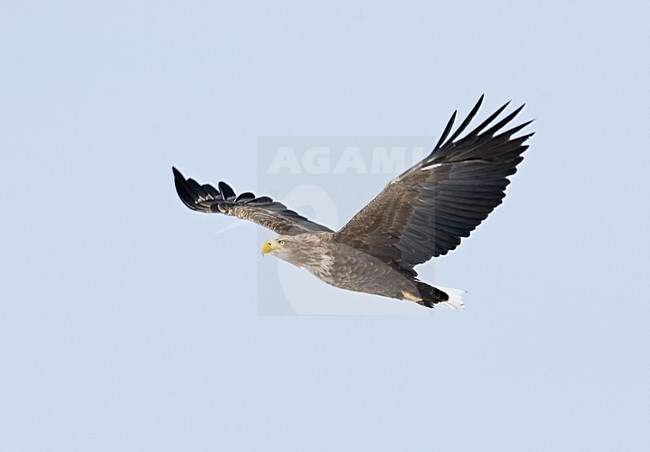 White-tailed Eagle flying; Zeearend vliegend stock-image by Agami/Roy de Haas,