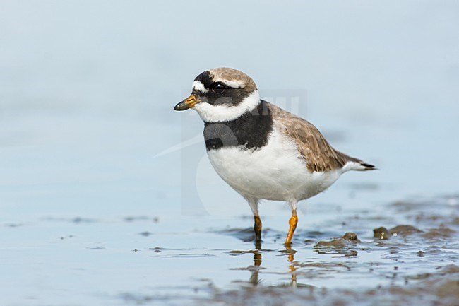 Adulte Bontbekplevier in water, Common Ringed Plover adult in water stock-image by Agami/Hans Germeraad,