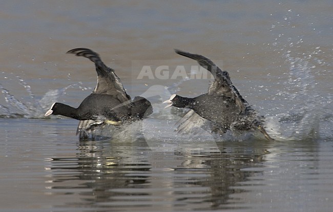 Eurasian Coot fighting in the water; Meerkoet vechtend op het water stock-image by Agami/Daniele Occhiato,
