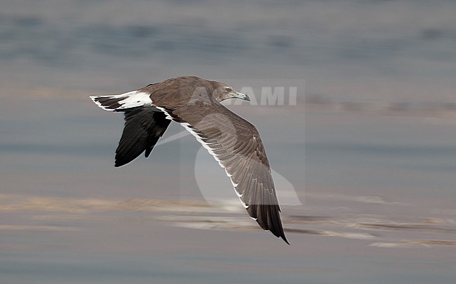 Sooty Gull (Ichthyaetus hemprichii) in flight at Dibba Harbor, UAE stock-image by Agami/Helge Sorensen,