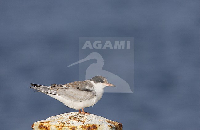 Common Tern, Visdief, Sterna hirundo stock-image by Agami/Arie Ouwerkerk,