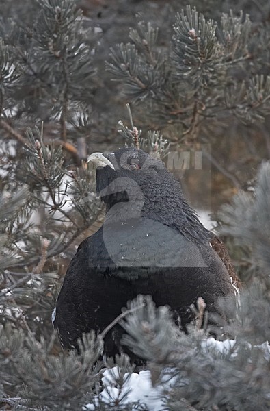 Capercaillie male perched; Auerhoen man zittend stock-image by Agami/Jari Peltomäki,