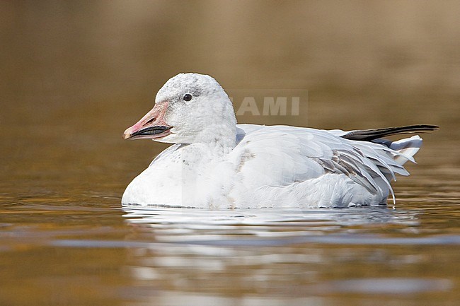 Snow Goose (Chen caerulescens) swimming on a pond near Victoria, BC, Canada. stock-image by Agami/Glenn Bartley,