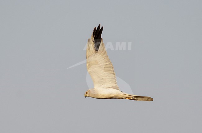 Vliegend mannetje Steppenkiekendief; Flying male Pallid harrier stock-image by Agami/Laurens Steijn,