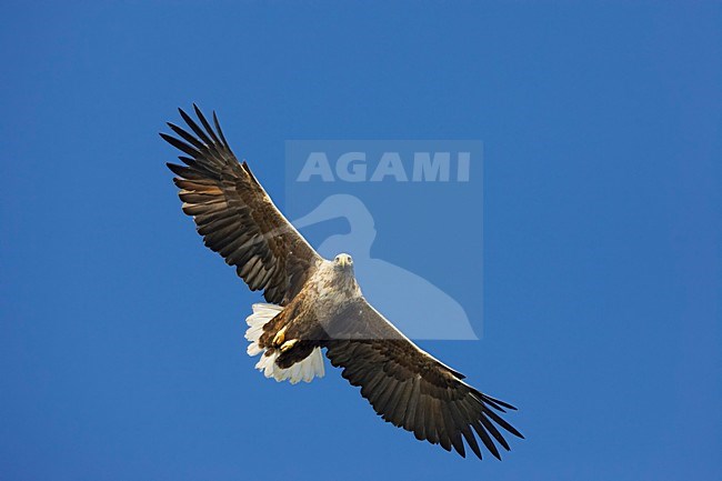 White-tailed Eagle adult flying; Zeearend volwassen vliegend stock-image by Agami/Markus Varesvuo,