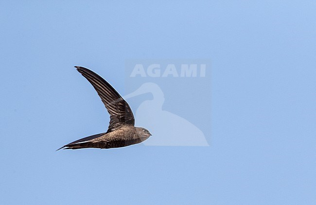 Plain Swift (Apus unicolor) in flight on island of Madeira. stock-image by Agami/Marc Guyt,