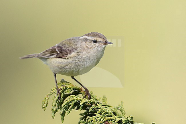 Humes Leaf Warbler - Tienschan-Laubsänger - Phyllsocopus humei ssp. humei, Kyrgyzstan stock-image by Agami/Ralph Martin,