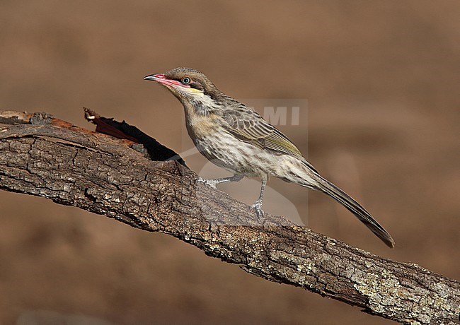 Spiny-cheeked Honeyeater (Acanthagenys rufogularis), A sociable, aggressive endemic species of bird of Australia, and often observed foraging in large flocks. stock-image by Agami/Andy & Gill Swash ,