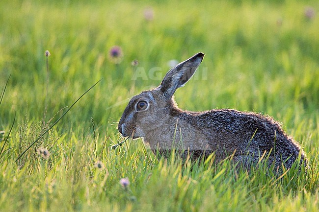 Europese Haas foeragerend in grasveld; European Hare foraging in grassland stock-image by Agami/Menno van Duijn,