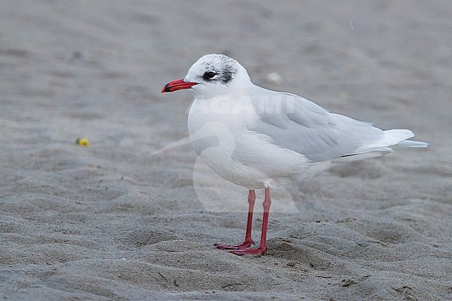 Mediterranean Gull (Ichthyaetus melanocephalus), adult in winter plumage standing on a beach stock-image by Agami/Saverio Gatto,