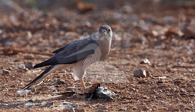 Balkansperwer op een prooi; Levant Sparrowhawk on prey stock-image by Agami/Markus Varesvuo,