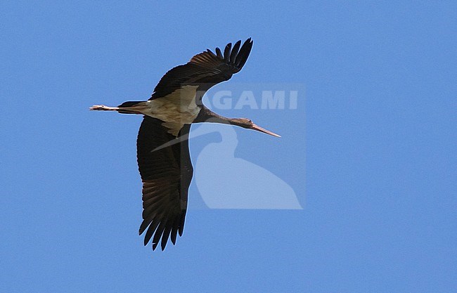 Second calender year Black Stork (Ciconia nigra) in flight seen from below. stock-image by Agami/Dani Lopez-Velasco,