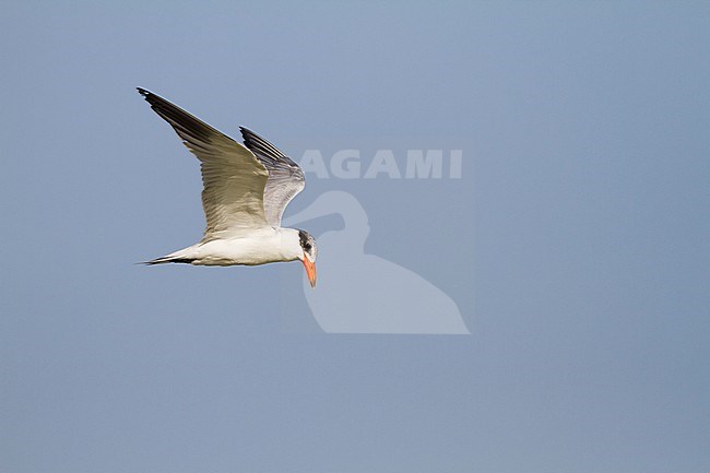 Reuzenstern; Caspian Tern; Sterna caspia, Oman, adult stock-image by Agami/Ralph Martin,