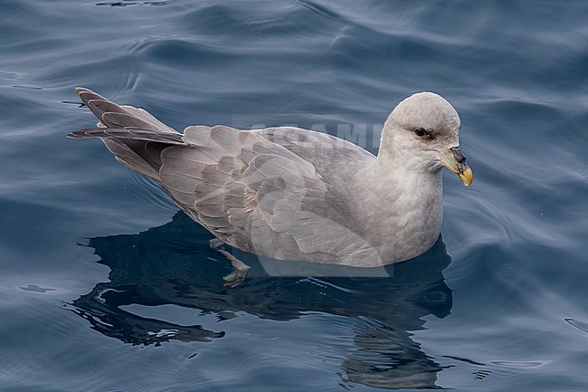 This bird was taken in the Hausgarden, Greenland Sea from the famous german ship - Polarstern. Powered by POLe & AWI. stock-image by Agami/Vincent Legrand,