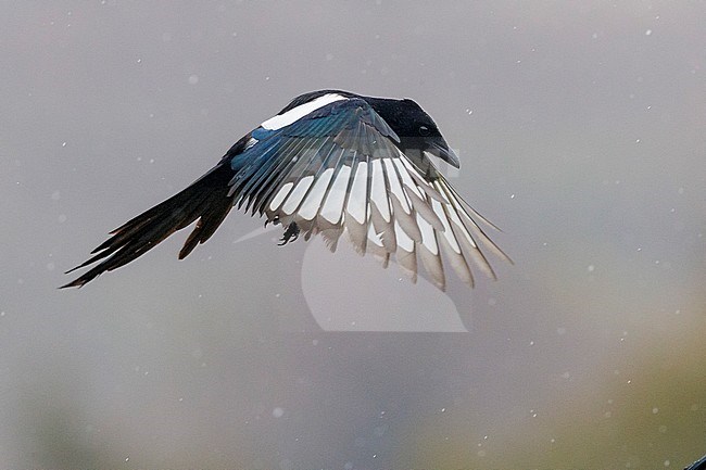 Eurasian Magpie (Pica pica), side view of an adult in flight, Campania, Italy stock-image by Agami/Saverio Gatto,