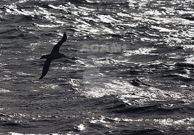 Grote Albatros vliegend met tegenlicht; Snowy (Wandering) Albatross flying with backlight stock-image by Agami/Marc Guyt,